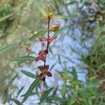 Ludwigia alternifolia Kukka