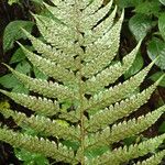 Polystichum transvaalense Leaf