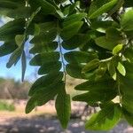 Gleditsia macracantha Leaf