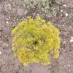 Gutierrezia microcephala Habit
