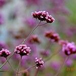 Verbena bonariensis Flower