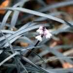 Ophiopogon planiscapus 葉