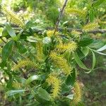 Salix babylonica Blüte