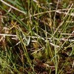 Carex pauciflora Habit