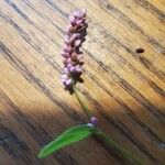 Persicaria lapathifolia 花