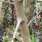 Crataegus rhipidophylla چھال