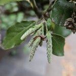 Garrya elliptica Other