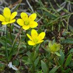 Saxifraga hirculus Hábitos