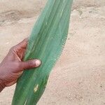 Dracaena arborea Hoja