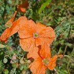 Papaver armeniacum Blüte