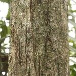 Manilkara bidentata Corteza