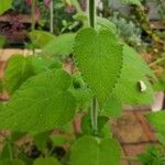 Salvia dorisiana Leaf