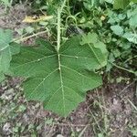 Solanum viarum Leaf