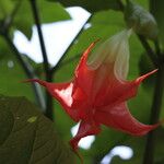 Brugmansia sanguinea Květ