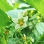 Solanum americanumFlower