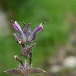 Bartsia alpina Fiore
