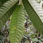 Perebea guianensis Hoja