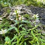 Chelone glabra Habitus