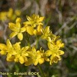 Haplophyllum linifolium Virág