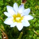 Gentiana sedifolia Flor
