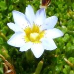 Gentiana sedifolia Flower