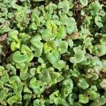 Glechoma hederacea L.Leaf