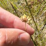 Burmannia capitata Flower