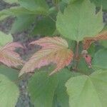 Acer tataricum Folha