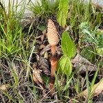 Equisetum arvense Blomma