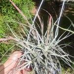 Tillandsia schiedeana Folla