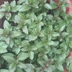 Mentha × piperita List