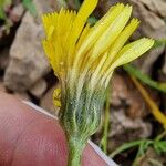 Tolpis staticifoliaFlower