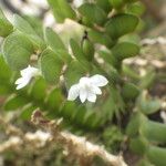 Angraecum aporoides Blomma