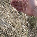 Panicum decompositum Hoja
