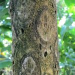 Cyathea arborea Corteza