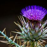 Cynara humilis Cvet