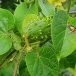 Pentarrhinum insipidum Frucht