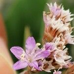 Limonium binervosum Λουλούδι