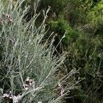 Phagnalon sordidum Квітка