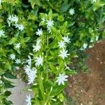 Jasminum multiflorum Folha