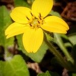 Chrysogonum virginianum Floare