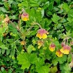 Geum × intermedium Blomst