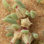 Sesuvium hydaspicum Leaf