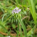 Sherardia arvensis Bloem