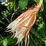 Epiphyllum oxypetalum Flower