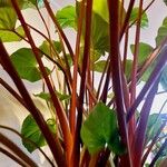 Homalomena rubescens Hoja