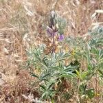 Lupinus formosus Flor