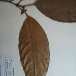 Quiina integrifolia Otro