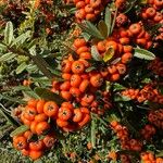 Pyracantha angustifolia Fruit