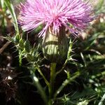 Cirsium acaule Virág